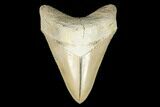 Serrated, Fossil Megalodon Tooth - Aurora, North Carolina #176570-1
